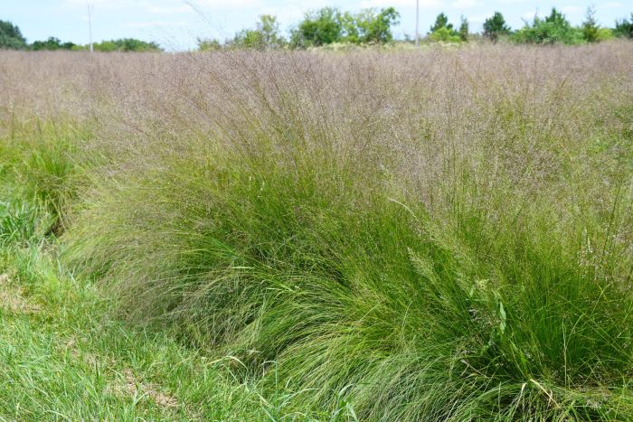 Sporobolus, Prairie Dropseed 'Minnesota Native' - Thumbnail 4