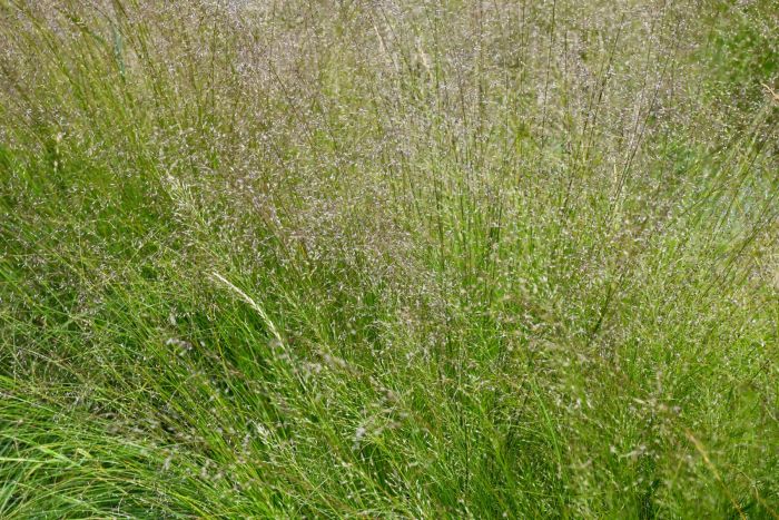 Sporobolus, Prairie Dropseed 'Minnesota Native' - Thumbnail 2
