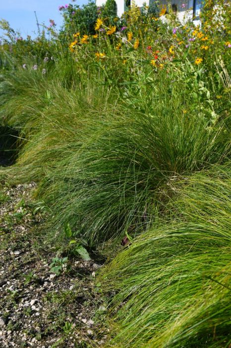 Sporobolus, Prairie Dropseed 'Minnesota Native' - Thumbnail 3