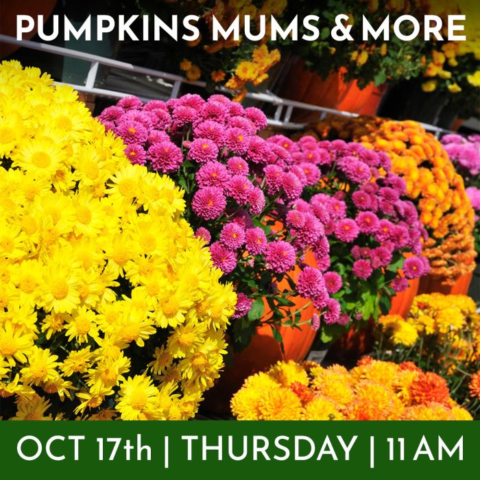 Pumpkins, Mums and More Thursday, Oct 17 111130am Gertens Garden