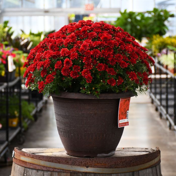 13" Pot