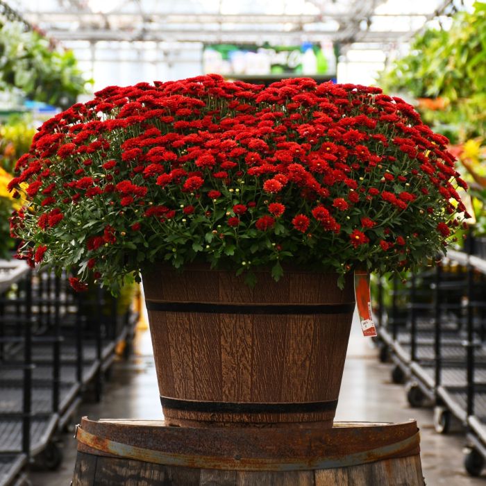 16"" Pot