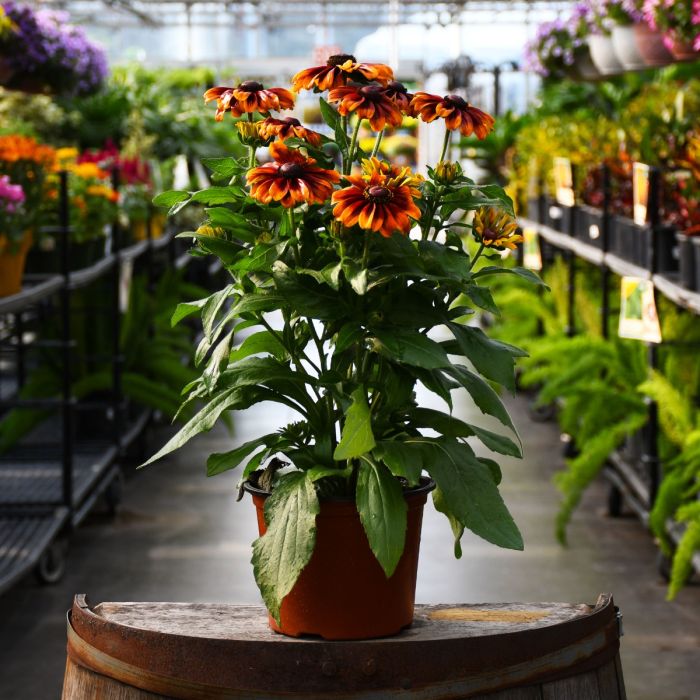 7.5"" Pot