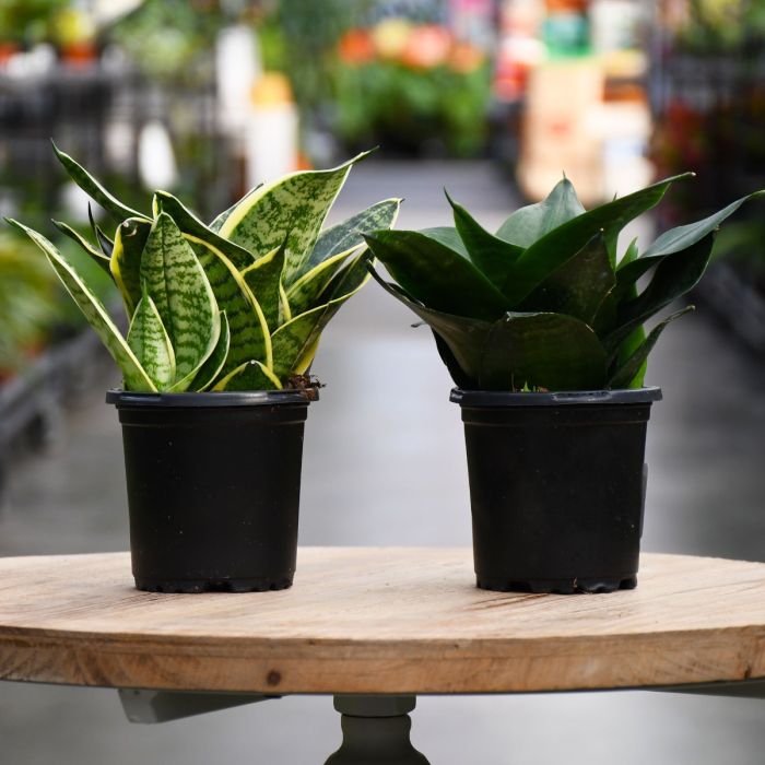 4"" Pot