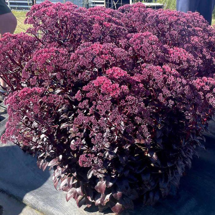 Sedum, Nova® Cherry Fizz | Gertens Garden Center