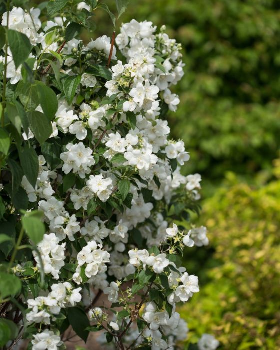Snow White Mockorange | Gertens Garden Center