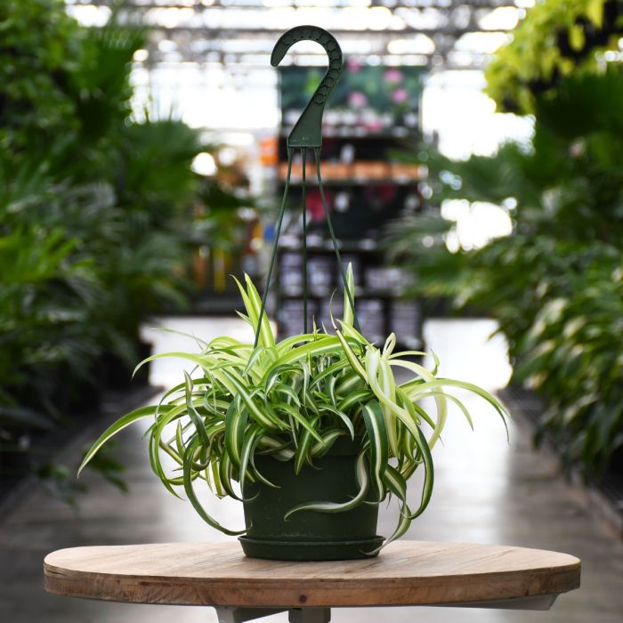 6"" Hanging Basket