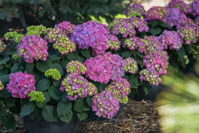 Hydrangea, Bigleaf 'Endless Summer® Summer Crush®' | Gertens