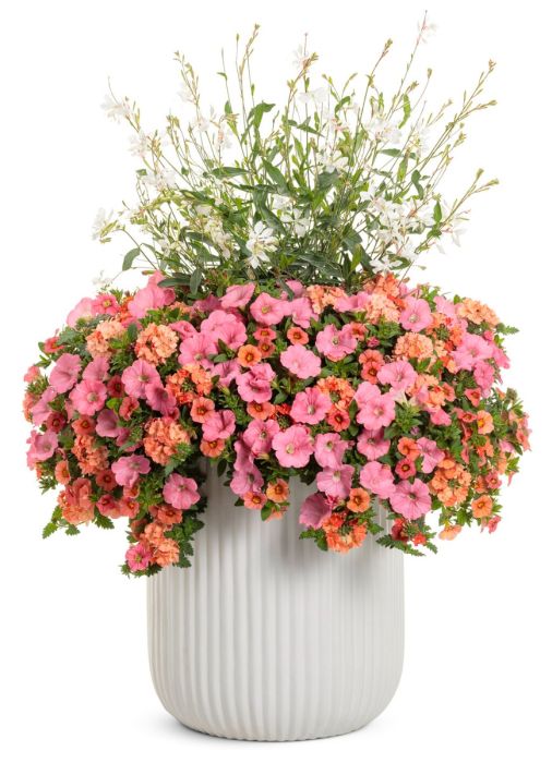 Verbena Lanai Peach | Gertens Garden Center