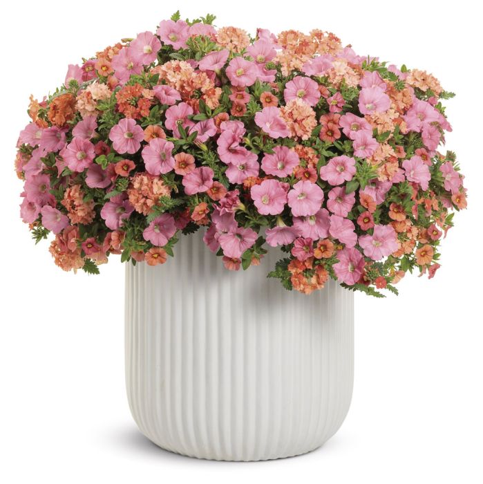 Verbena Lanai Peach | Gertens Garden Center