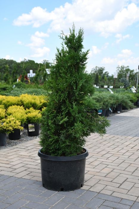 Thuja, Arborvitae 'Holmstrup' - Thumbnail 4