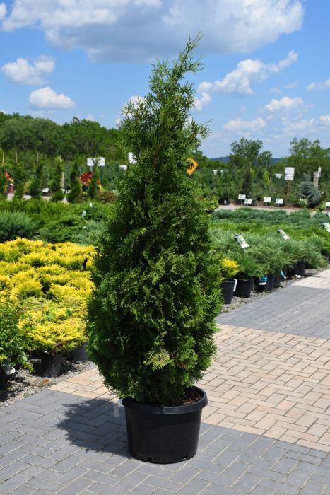 Thuja, Arborvitae 'Holmstrup' - Thumbnail 5