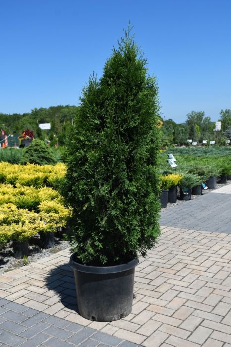 Thuja, Arborvitae 'North Pole' - Thumbnail 4
