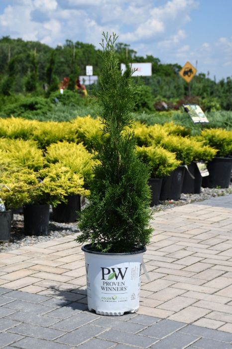 Thuja, Arborvitae 'North Pole' - Thumbnail 5