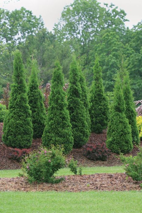 Thuja, Arborvitae 'North Pole' - Thumbnail 2