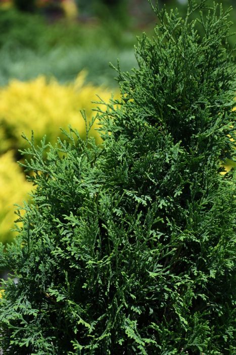 Thuja, Arborvitae 'Holmstrup'