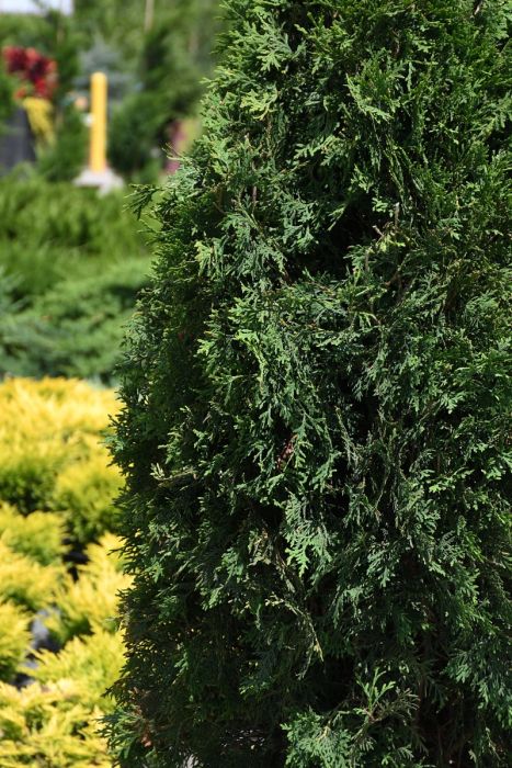 Thuja, Arborvitae 'Rushmore' | Gertens Garden Center