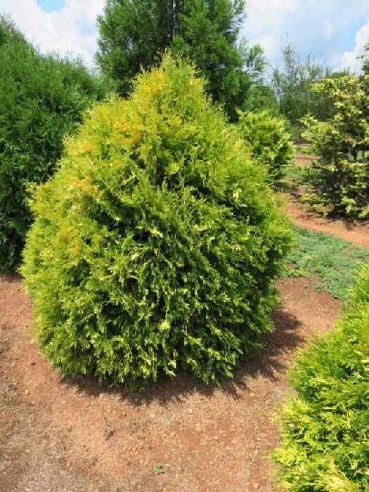 Thuja, Arborvitae 'First Editions® Lemon Burst™' | Gertens Garden