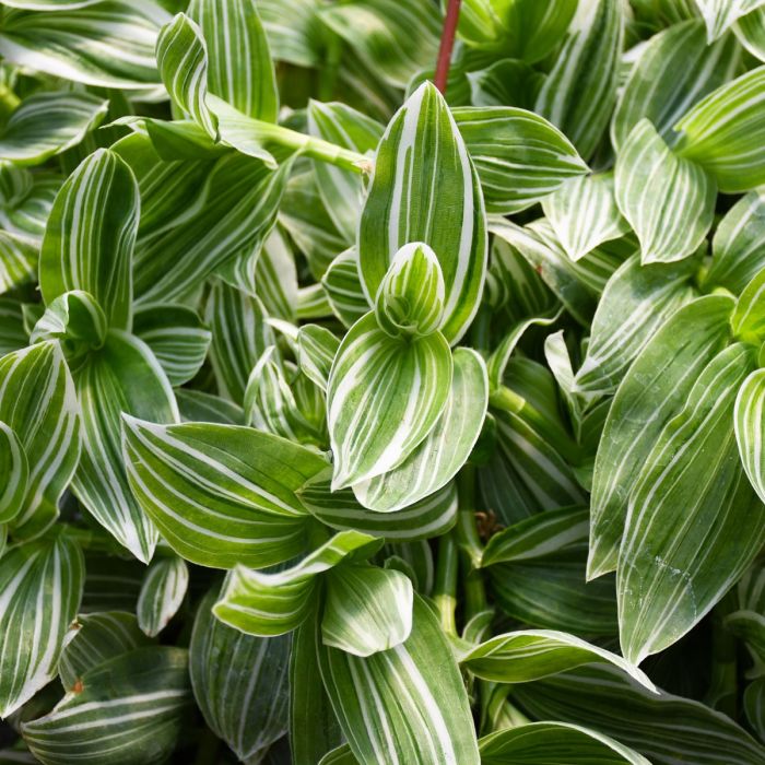Tradescantia 'Sanna' Hanging Basket