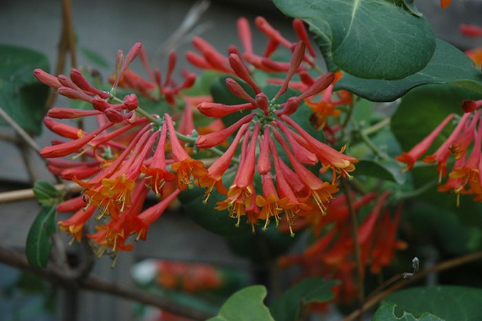 Lonicera, Brown's Honeysuckle 'Dropmore Scarlet'