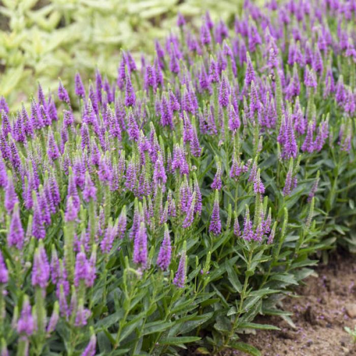 Veronica, Spiked Speedwell 'Da Vinci Delight' | Gertens Garden Center