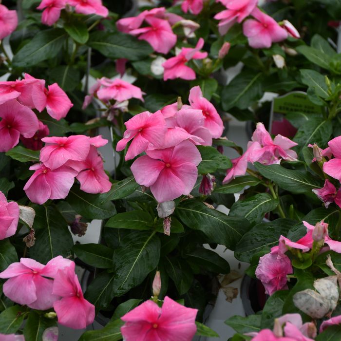 Vinca, 'Strawberry' Gertens Garden Center