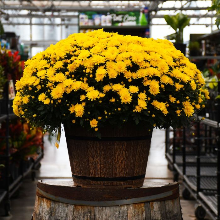 16"" Pot