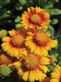 Gaillardia Blanket Flower Arizona Apricot Gertens Garden Center