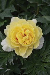✳︎peony✳︎ The Bartzella Peony | Adelman Peony Gardens