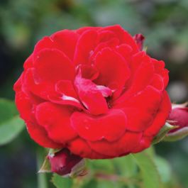 Cherry Frost Rose | Gertens Garden Center