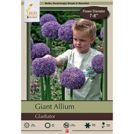 ［新品］SLOTHREAT Allium Pre-order Longfield Gardens Allium | Costco