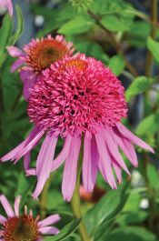 Echinacea, Coneflower ‘Double Scoop™ Bubble Gum’ | Gertens Garden Center