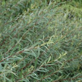 Dwarf Blue Leaf Arctic Willow | Gertens Garden Center