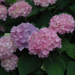 Hydrangea4937　1202 BLOOMING HYDRANGEA (Color may vary) in Opelika, AL - THE NEW