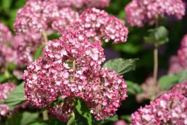 Invincibelle Garnetta Smooth Hydrangea | Gertens Garden Center