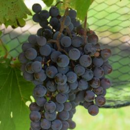 ヴィンテージ　デスク　grape bunch Vintage MCM Lucite Grapes Bunch Bundle Red Table Decor Home