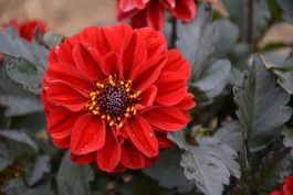 Dahlia City Lights Red | Gertens Garden Center