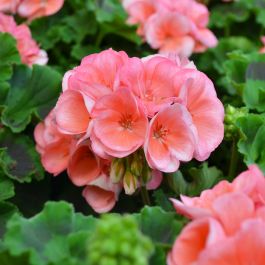 Geranium Zonal Americana Salmon | Gertens Garden Center