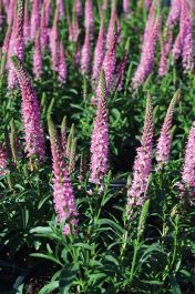 Giles Van Hees Veronica | Gertens Garden Center