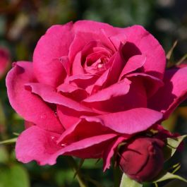 Grande Dame Rose | Gertens Garden Center