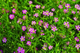 gypsophila_gypsy_deep_rose.jpg