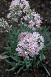 allium ☆ Allium Azureum Bulbs | The Blue Allium | Buy Online at