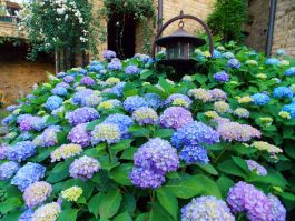 Hydrangea, Bigleaf 'Endless Summer® Bloomstruck™' | Gertens