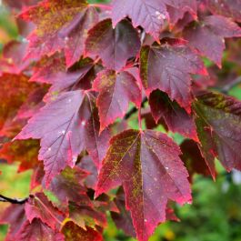 その他 red tree Amazon.com : Red Maple Tree - 10-16