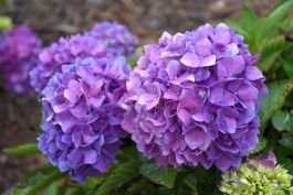 Live Real Hydrangea Art Prints | Multiple Sizes Available