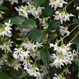Jasmine Jasminoides | Gertens Garden Center