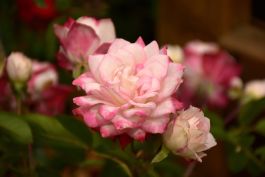 バレエ type W grateful Grace rose sage stina バレエ type W grateful Grace rose sage stina stina / type W