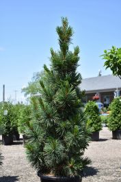 pine  Amerhart | 1 x 8 Ponderosa Pine Car Siding Pattern #116