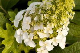 Hydrangea - Aquilegia プロト proven-winners-hydrangeas-