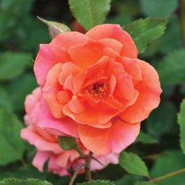 Rosa, Shrub Rose 'Knock Out® Coral' | Gertens Garden Center